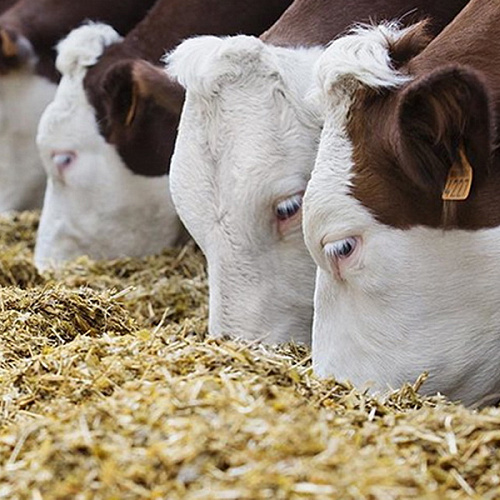 Мегафат Экстра/Megafat Extra